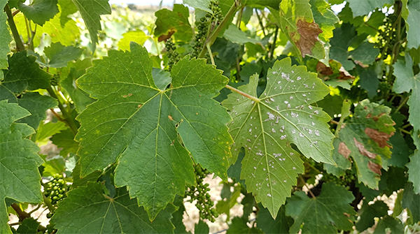 Lush, healthy crop after treatment